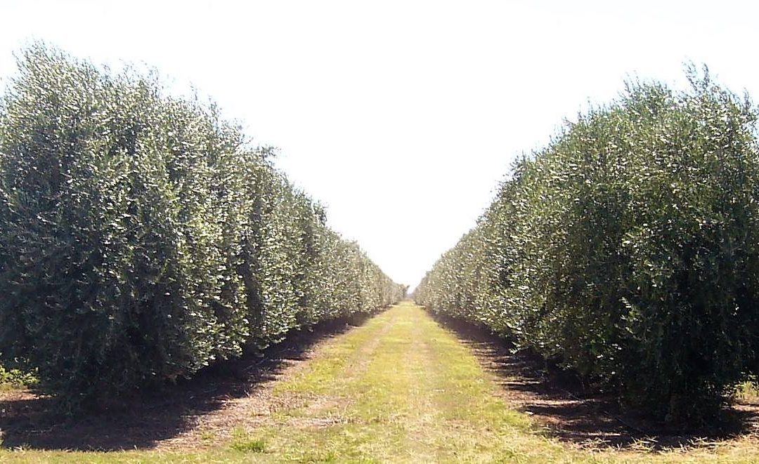 Según Juan Vilar se prevé una caída de productividad por hectárea de olivar del 10% a nivel mundial