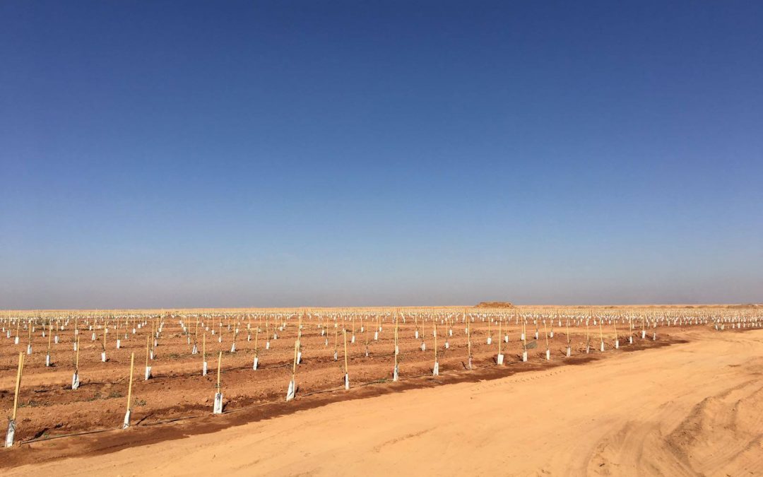 CADA SEGUNDO SE PLANTAN 10 OLIVOS EN EL PLANETA, SEGÚN JUAN VILAR