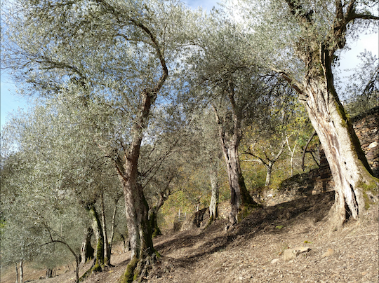 BRAVA: THE GALICIAN OLIVE VARIETY THAT ALMOST WENT EXTINCT DUE TO HIGH TAXES