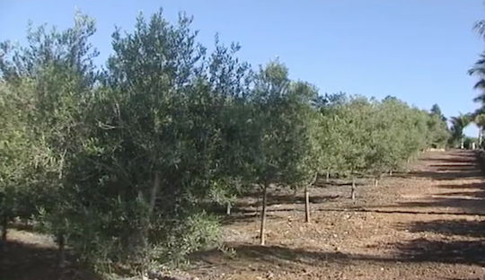 SPAIN’S OLIVE HARVEST ALREADY STARTED IN AUGUST