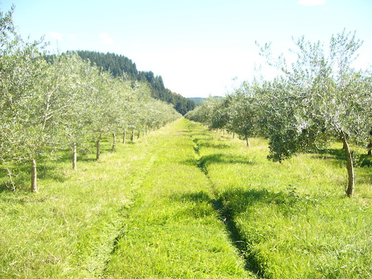 THE SOUTHERNMOST OLIVE TREE ON THE PLANET CAN BE FOUND IN CENTRAL OTAGO, NZ