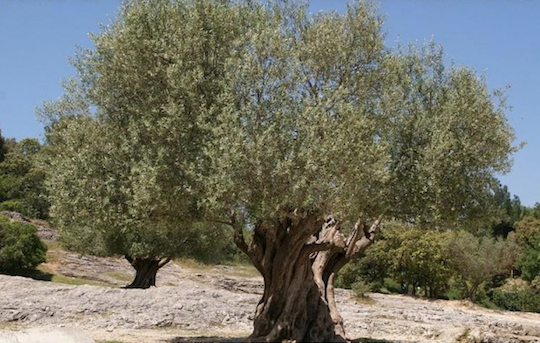 THE ORIGIN OF THE MISSION VARIETY