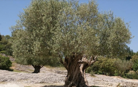 THE OLIVE TREE WAS DOMESTICATED IN THE SECOND HALF OF THE FIFTH MILLENNIUM BEFORE CHRIST