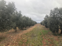 EL OLIVAR MODERNO ES RESPONSABLE DE PRODUCIR CASI EL 40 POR CIENTO DEL TOTAL DE ACEITE DE OLIVA GENERADO EN EL PLANETA