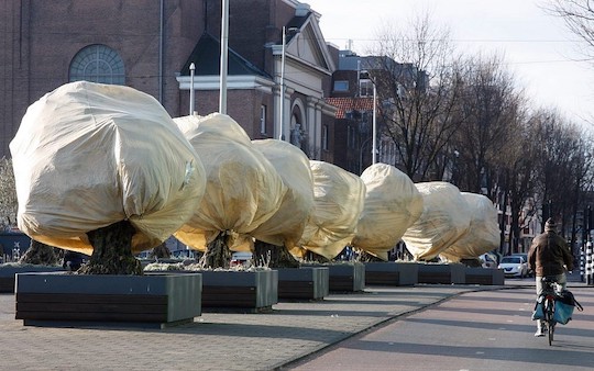 THE 25 OLIVE TREES IN AMSTERDAM ARE NOT AT RISK OF GETTING A COLD