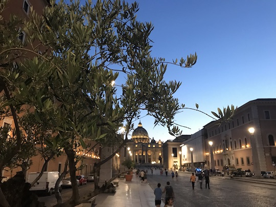 20 OLIVE TREES WATCH OVER SAINT PETER’S BASILICA