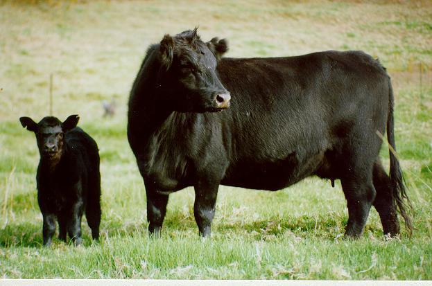 LA TERNERA DE WAGYU, UNA DE LAS MAS SELECTAS DEL PLANETA, SE ALIMENTA DE ACEITUNAS