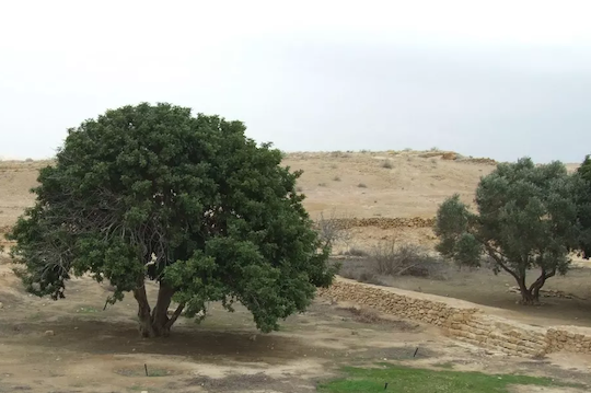 CENTÍFICOS RESCANTAN OLIVOS MILENARIOS DEL DESIERTO DEL NEGEV