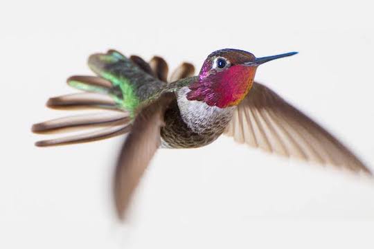 DESCUBREN EL SECRETO DEL VUELO DEL COLIBRÍ MEDIANTE EL USO DE AOVE Y SOFISTICADAS CAMARAS MILITARES