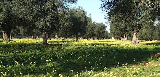 EL OLIVAR, EL MEJOR ENTORNO ARTIFICIAL PARA LA BIODIVERSIDAD NATURAL