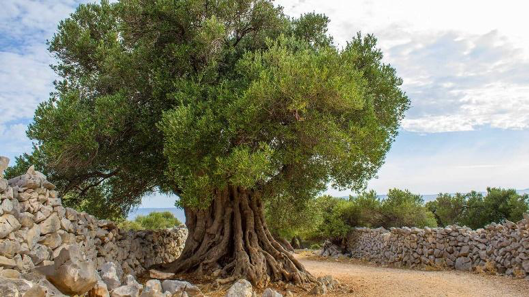 OLIVE TREES THROUGHOUT THE ENTIRE WORLD