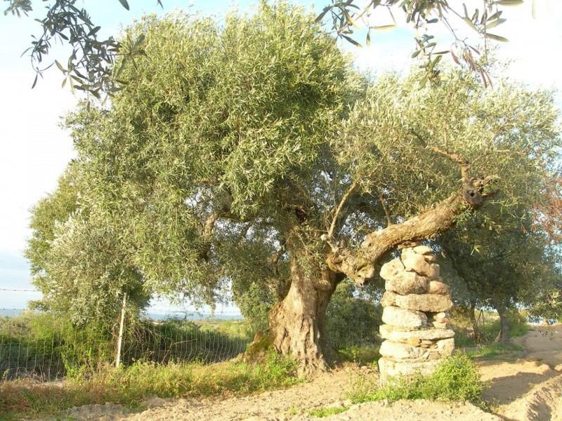 THE HAUNTED OLIVE TREE