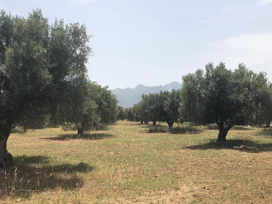 LA OBRA LITERARIA QUE RECOMIENDA HACER EL AMOR BAJO LOS OLIVOS