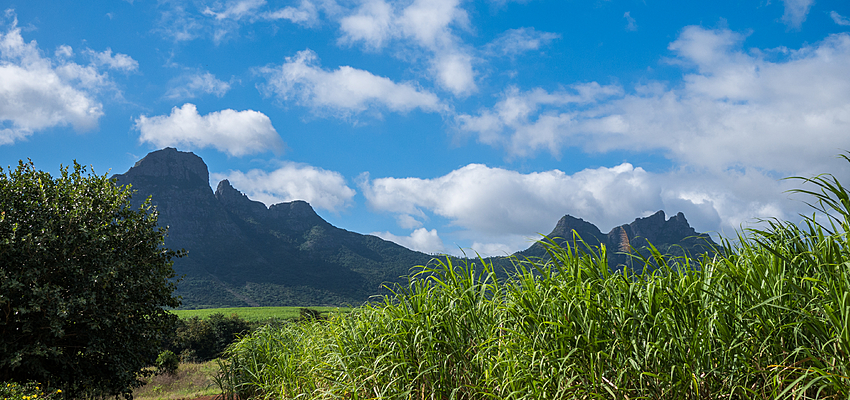 MAURITIUS: A TROPICAL PARADISE FOR OLIVE TREES