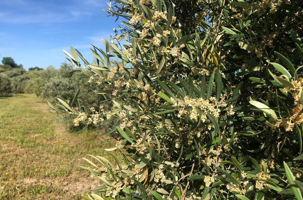 LA INNOVACIÓN EN LA OLIVICULTURA POTENCIA LA FIJACIÓN DE POBLACIÓN RURAL