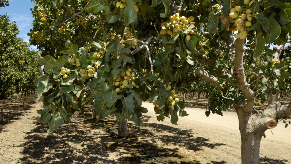 EL PISTACHO, PROTAGONISTA DE UNA DE LAS SIETE MARAVILLAS DEL MUNDO ANTIGUO