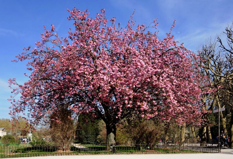 EL ALMENDRO DE San Valentín