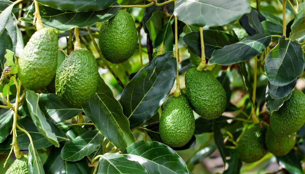 THE MAMMOTH, AVOCADO TRANSPORTER AND DECOMPOSER