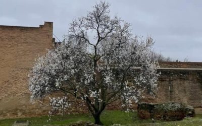 EL ALMENDRO CUBRE DE NIEVE LA ALHAMBRA