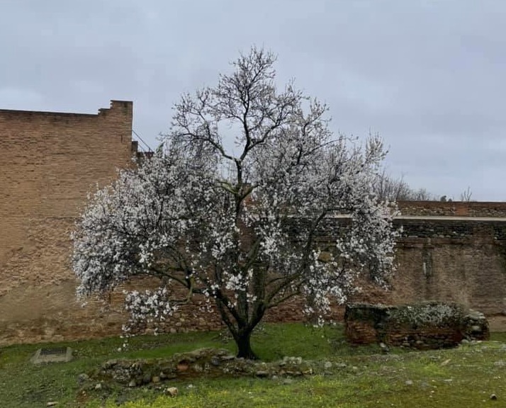 EL ALMENDRO CUBRE DE NIEVE LA ALHAMBRA