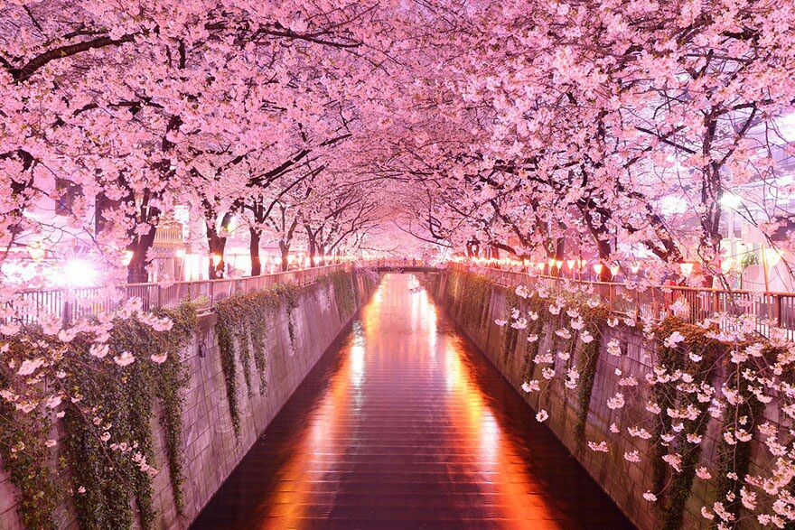 Sakura, la joven japonesa que dio color al cerezo