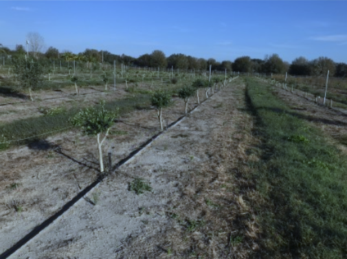 FLORIDA OLIVE NOTES