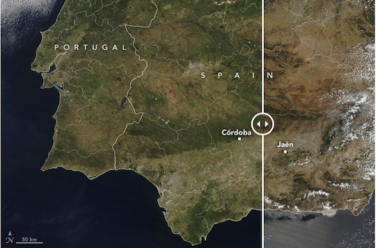 LA NASA PREOCUPADA POR LA PRODUCCIÓN DE ACEITE DE OLIVA EN ANDALUCÍA