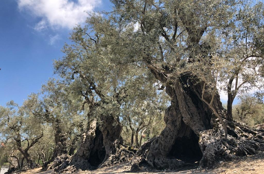 ¿Qué fue primero: el olivo, el almendro o el pistacho? Nuevas claves de 7.000 años de historia agrícola