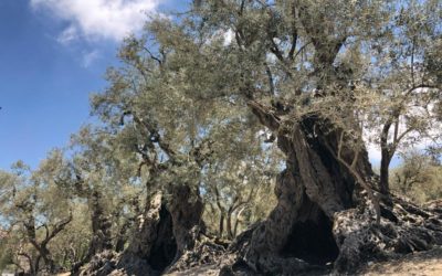 ¿Qué fue primero: el olivo, el almendro o el pistacho? Nuevas claves de 7.000 años de historia agrícola