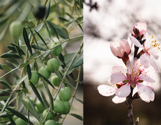 Almond and olive growing. Who wins the game?