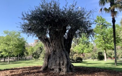 ¿Conoces al ser vivo más veterano de El Retiro de Madrid?