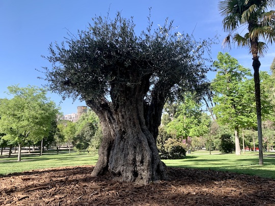 ¿Conoces al ser vivo más veterano de El Retiro de Madrid?