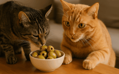 Aceitunas de mesa: el capricho inesperado que conquista a los gatos