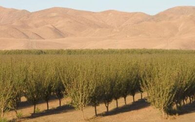 ¿Sabe cuál es la corporación empresarial con más tierra agrícola del planeta?