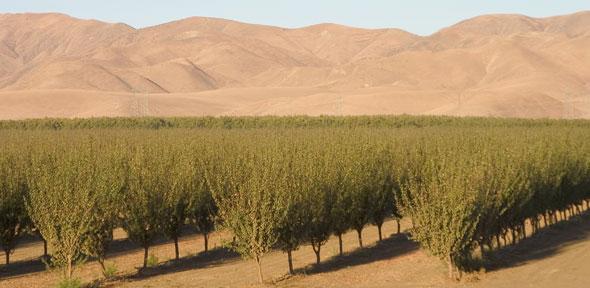 ¿Sabe cuál es la corporación empresarial con más tierra agrícola del planeta?