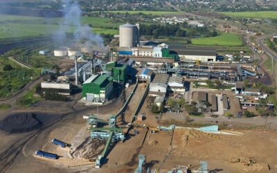 Esuatini (Suazilandia) debuta como país número 67 produciendo aceite de oliva.