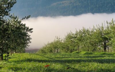 Canadá entra en el mapa mundial del aceite de oliva: ya se produce AOVE en tres islas del país